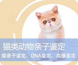 荆州猫类动物亲子鉴定