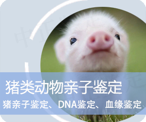 荆州猪类动物亲子鉴定